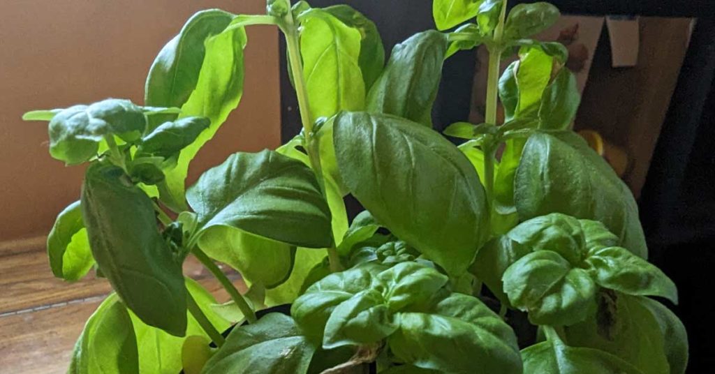 basil plant